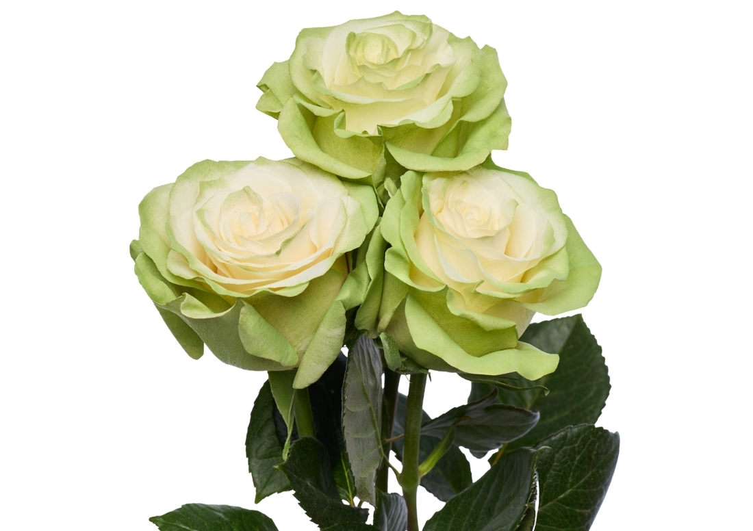 Apple Green bunch stems1