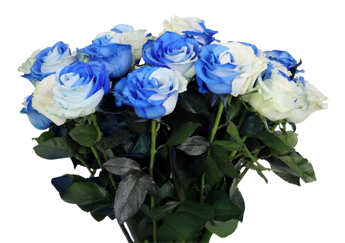 Blue and White bunch1