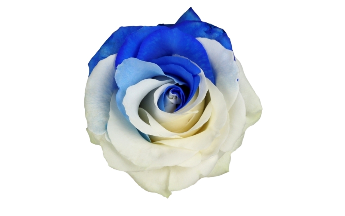 Blue and White bunch1