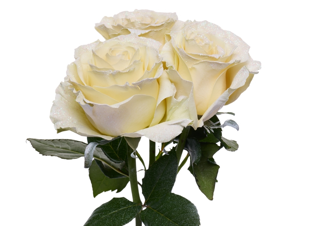 Bright Clouds stems1