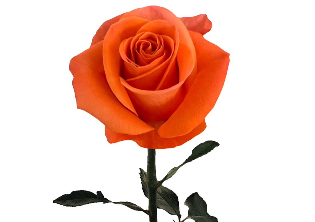 Carnelian_1-1100x776