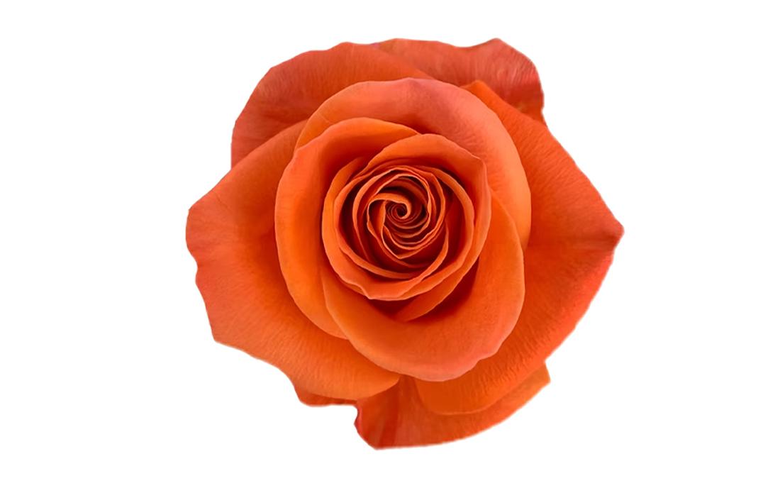 Carnelian_2-1100x776