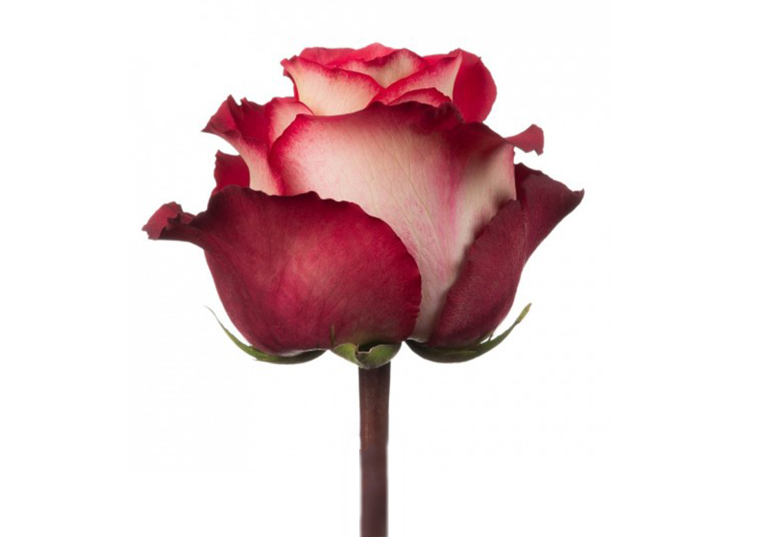 cherry-iguazu_1-1100x776