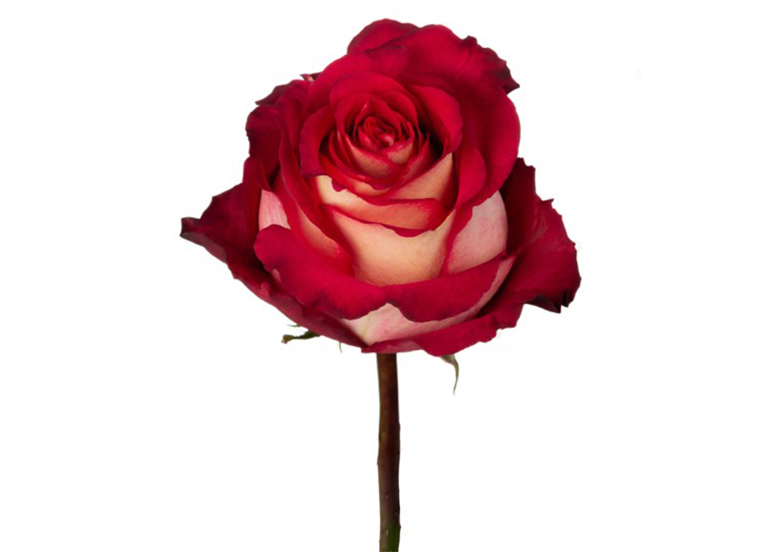 cherry-iguazu_2-1100x776