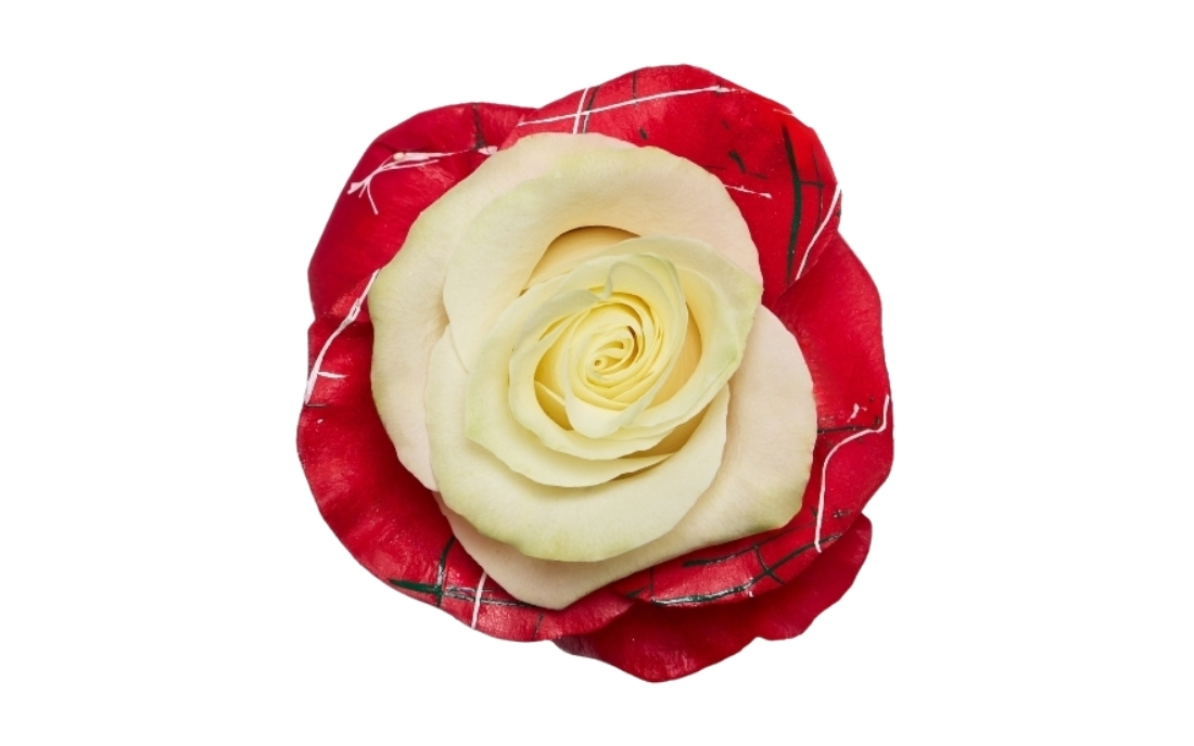 Christmas Edge 2 bunch1