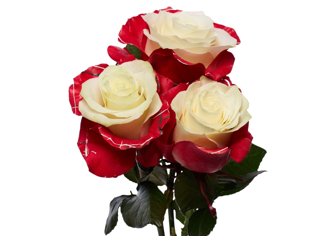 Christmas Edge 2 stems1