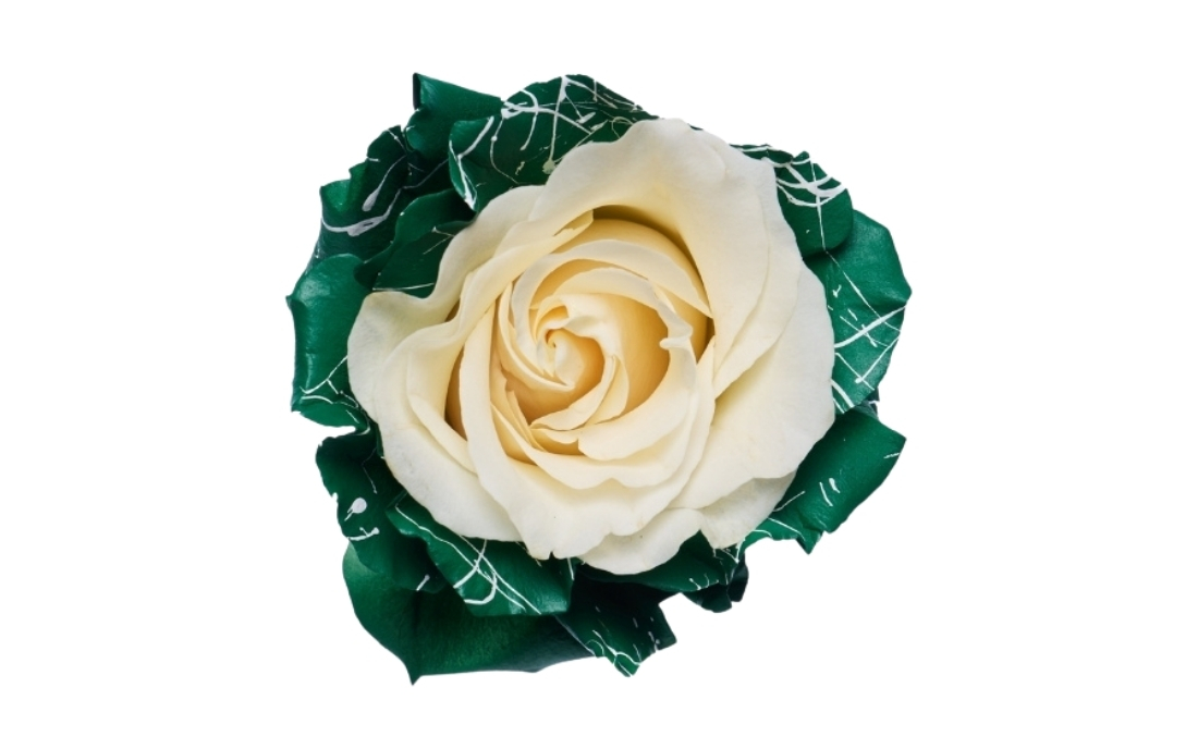 Christmas Edge bunch1