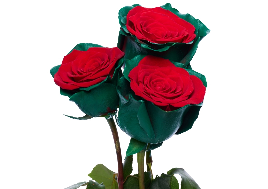 Christmas Time 1 stems1