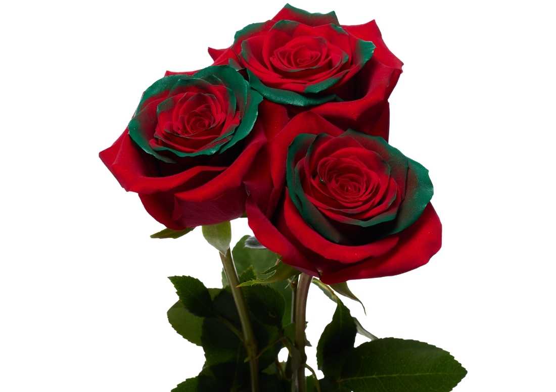 Christmas Time 2 stems1