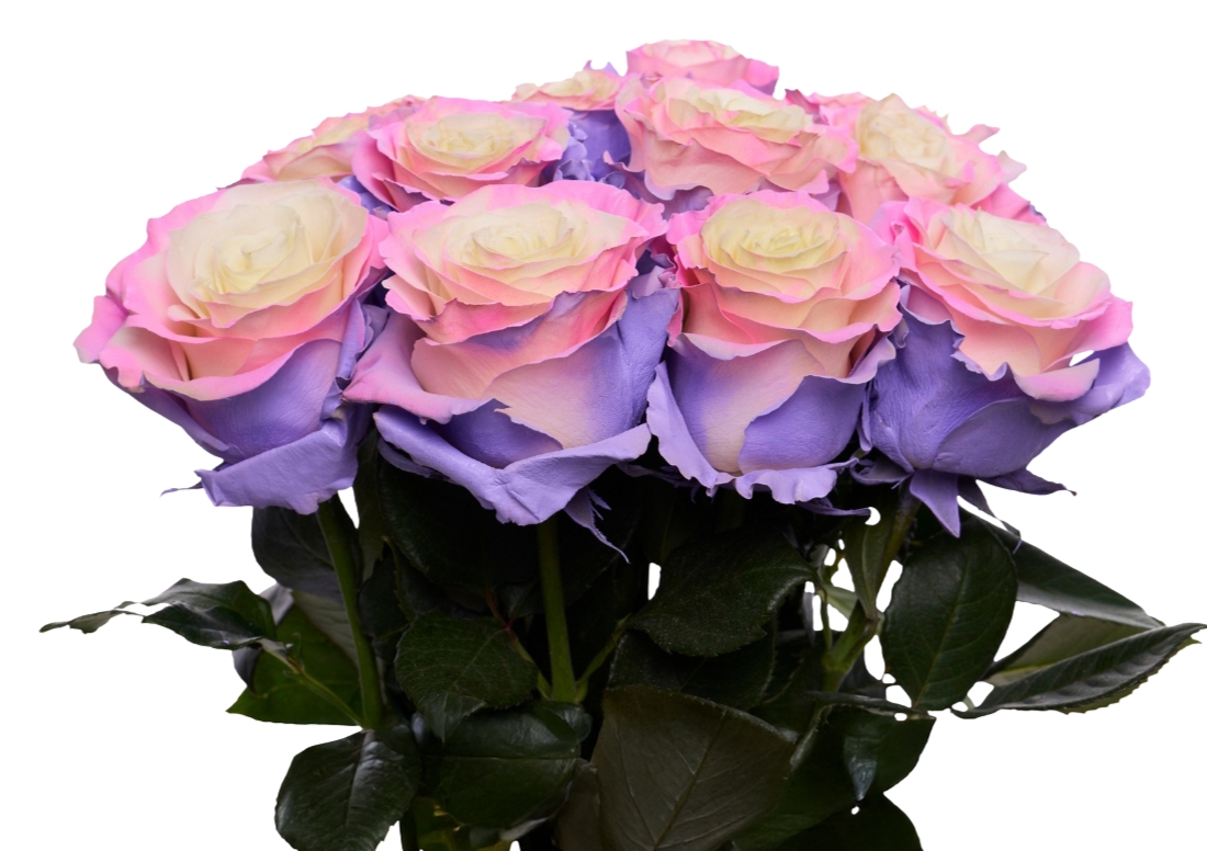 Circus Pink Lavender bunch