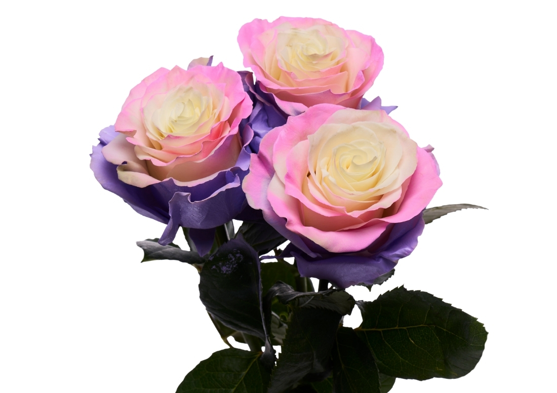 Circus Pink Lavender stems