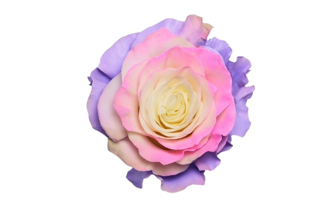 Circus Pink Lavender bunch