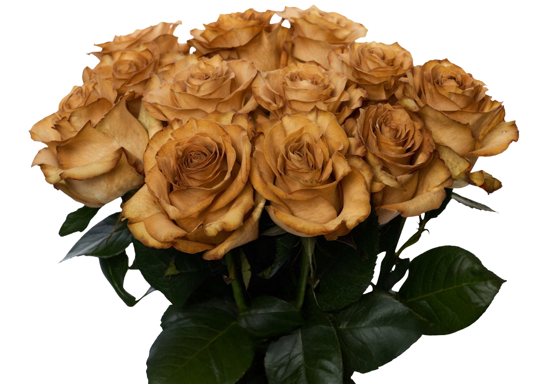 Coffee Absorption bunch1