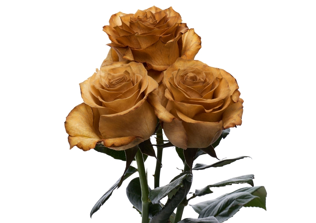 Coffee Absorption stems1