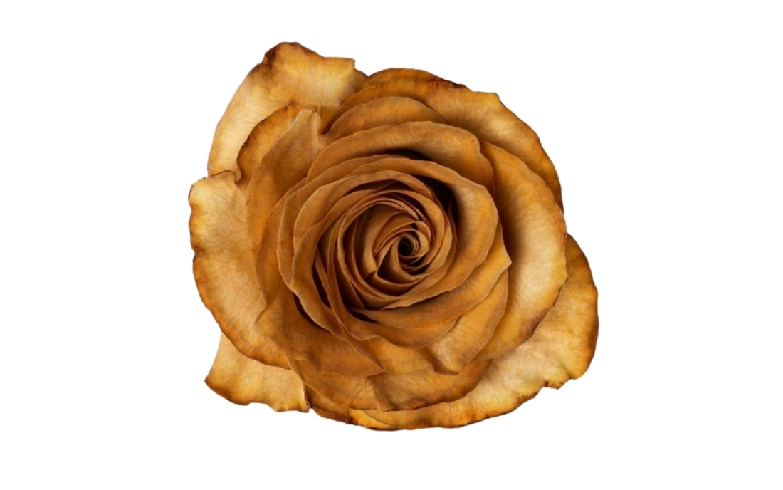 Coffee Absorption bunch1