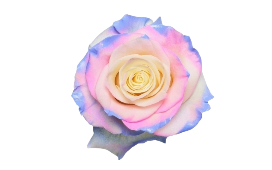 Cotton Candy 3 bunch