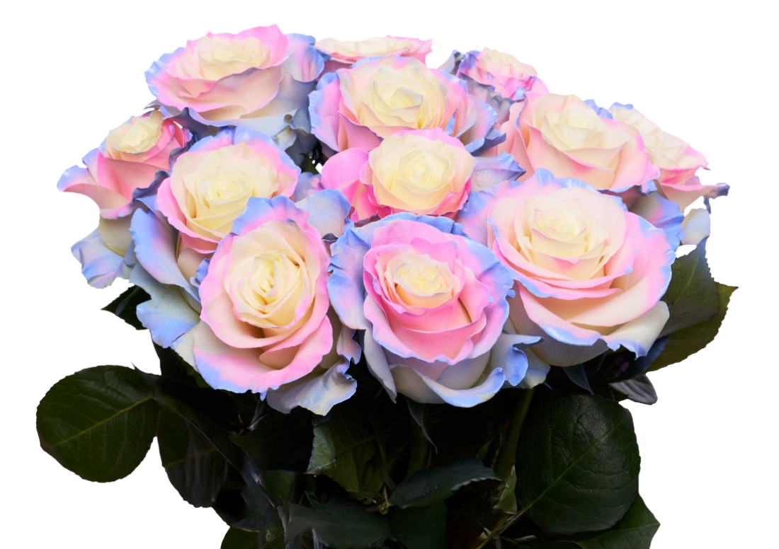 Cotton Candy 3 bunch