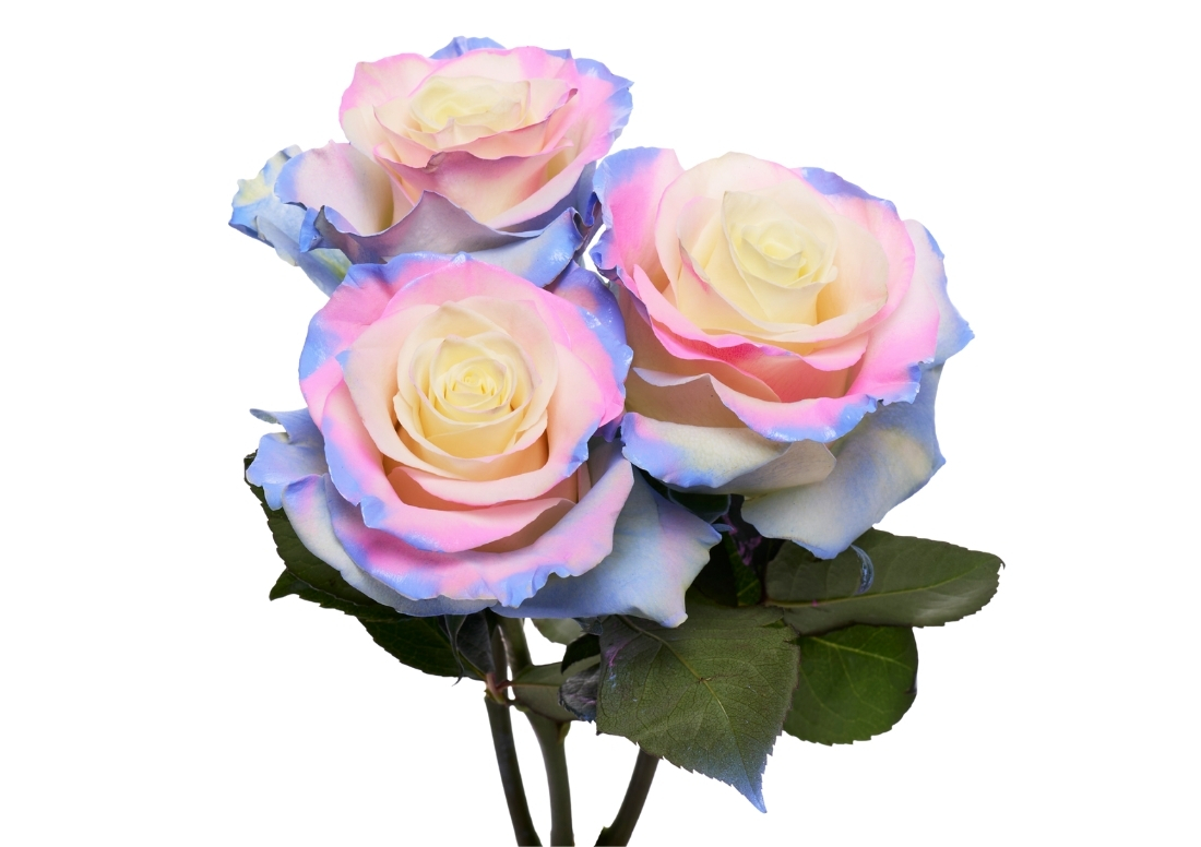 Cotton Candy 3 stems