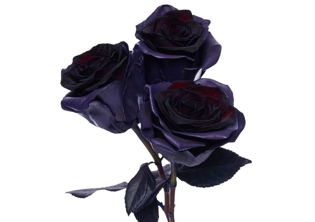 Dark Amethyst stems2