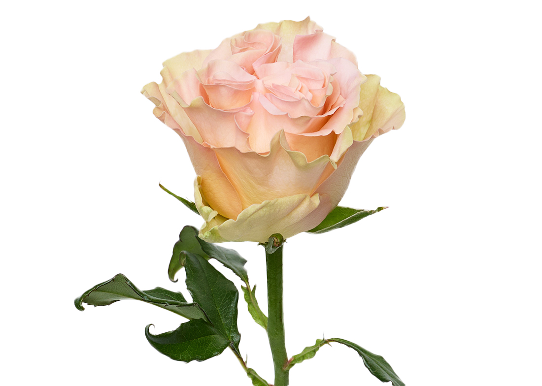 Exotix-Pop_2-1100x776