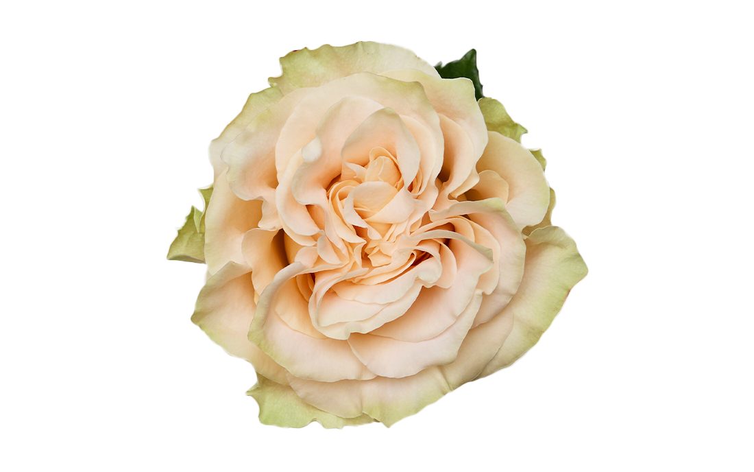 Exotix-Pop_2-1100x776