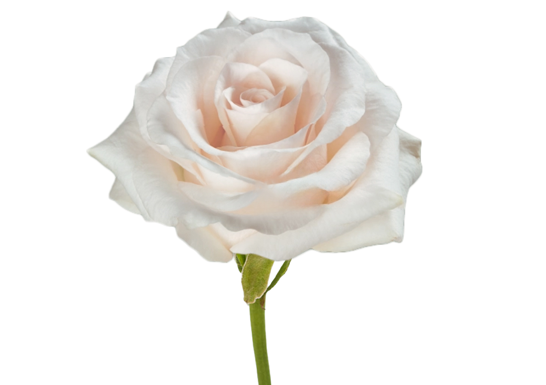 Fancy-Dreams_1-1100x776