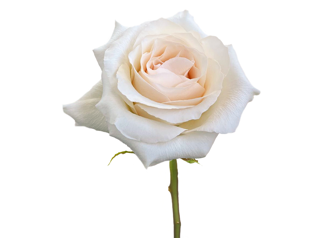 Fancy-Dreams_2-1100x776