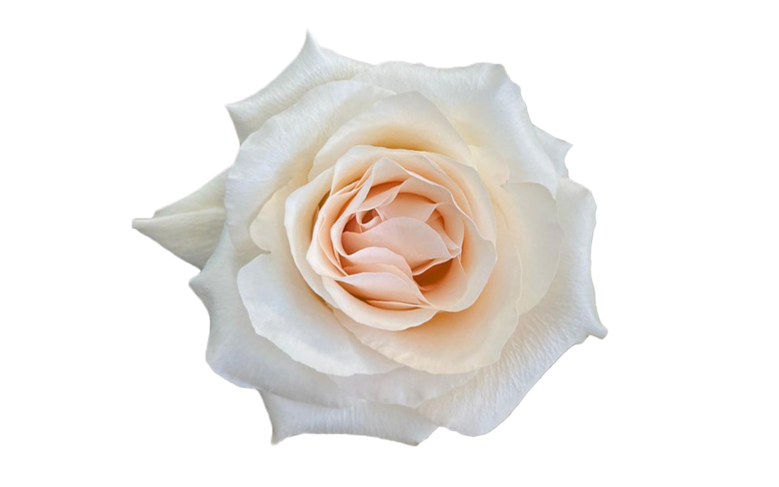 Fancy-Dreams_2-1100x776