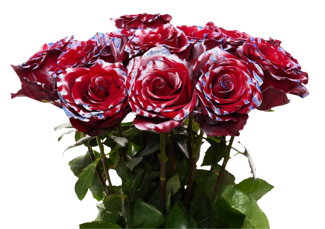 Freedom Shine bunch1