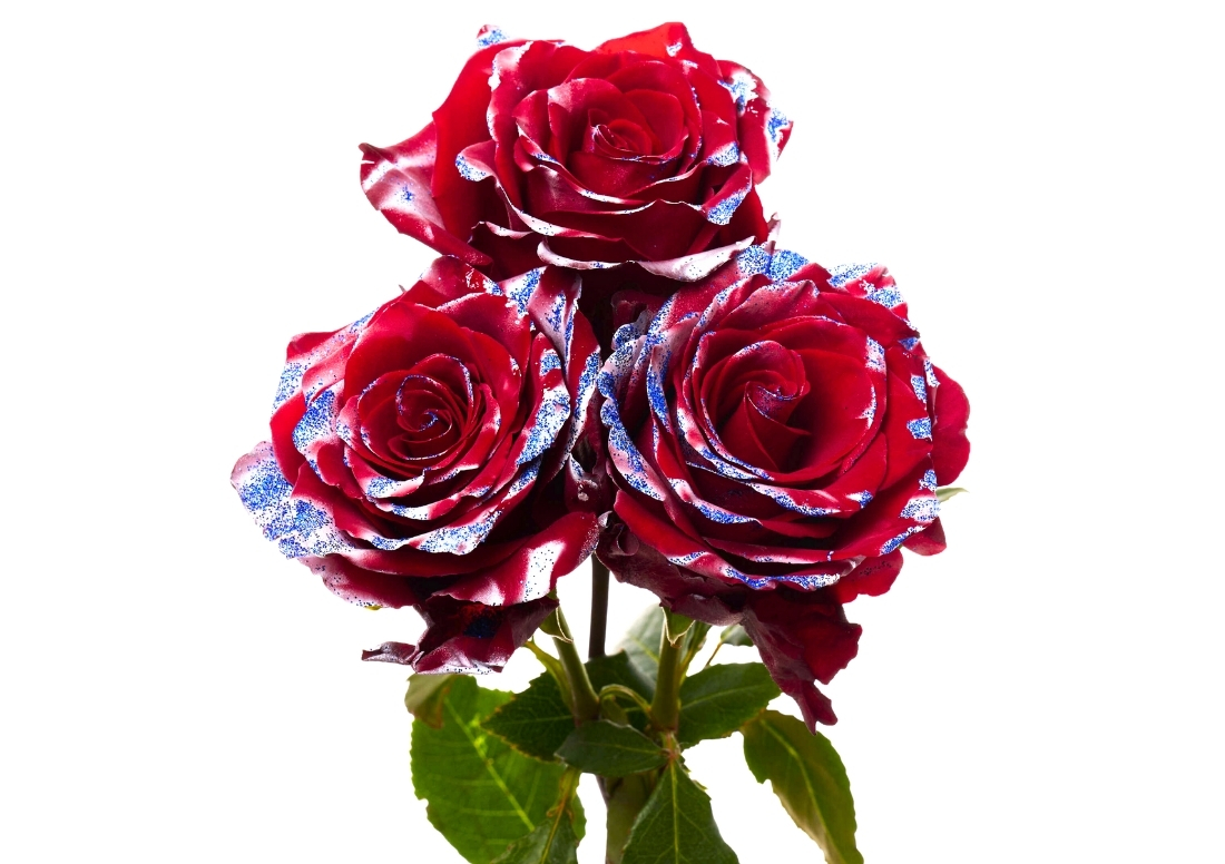 Freedom Shine stems1