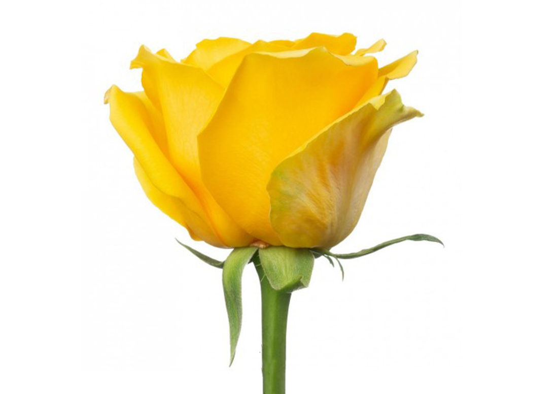 Goldfinch_1-2-1100x776