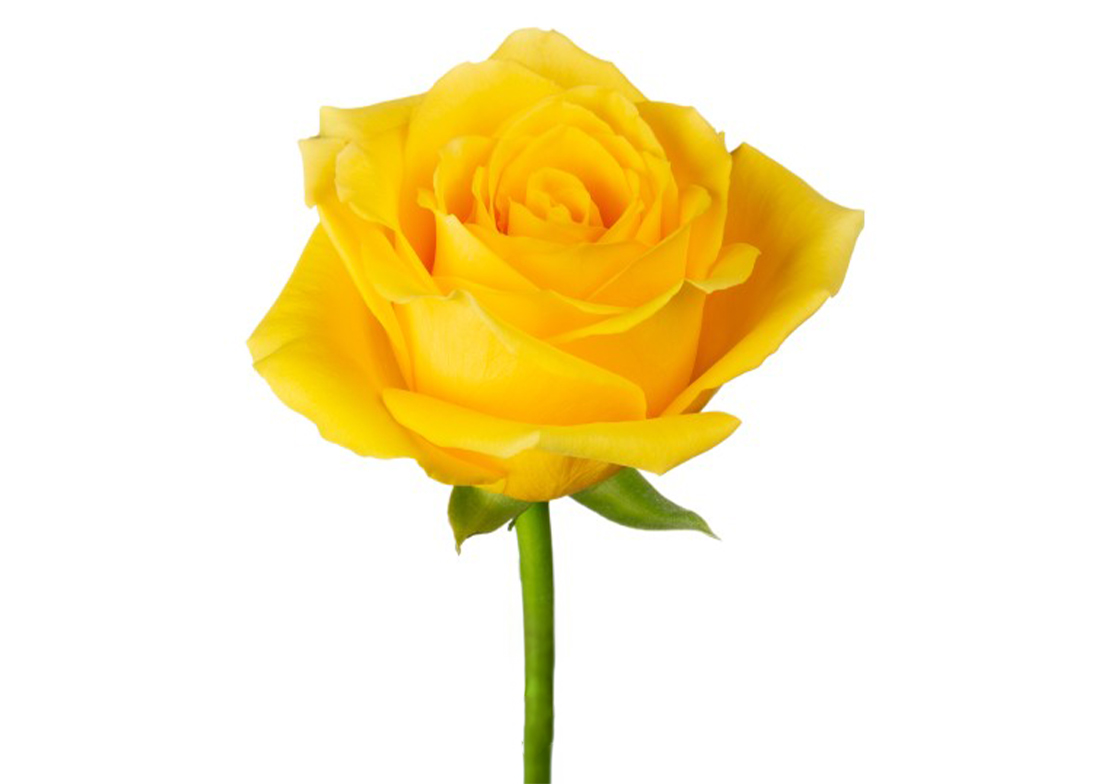 Goldfinch_2-2-1100x776