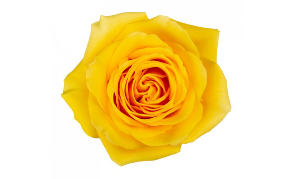 Goldfinch_2-2-1100x776