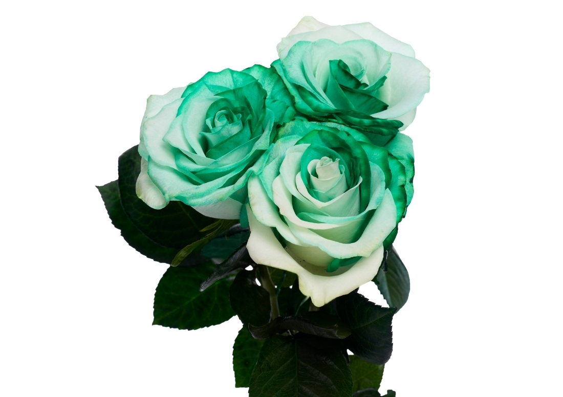 Green and White stems1