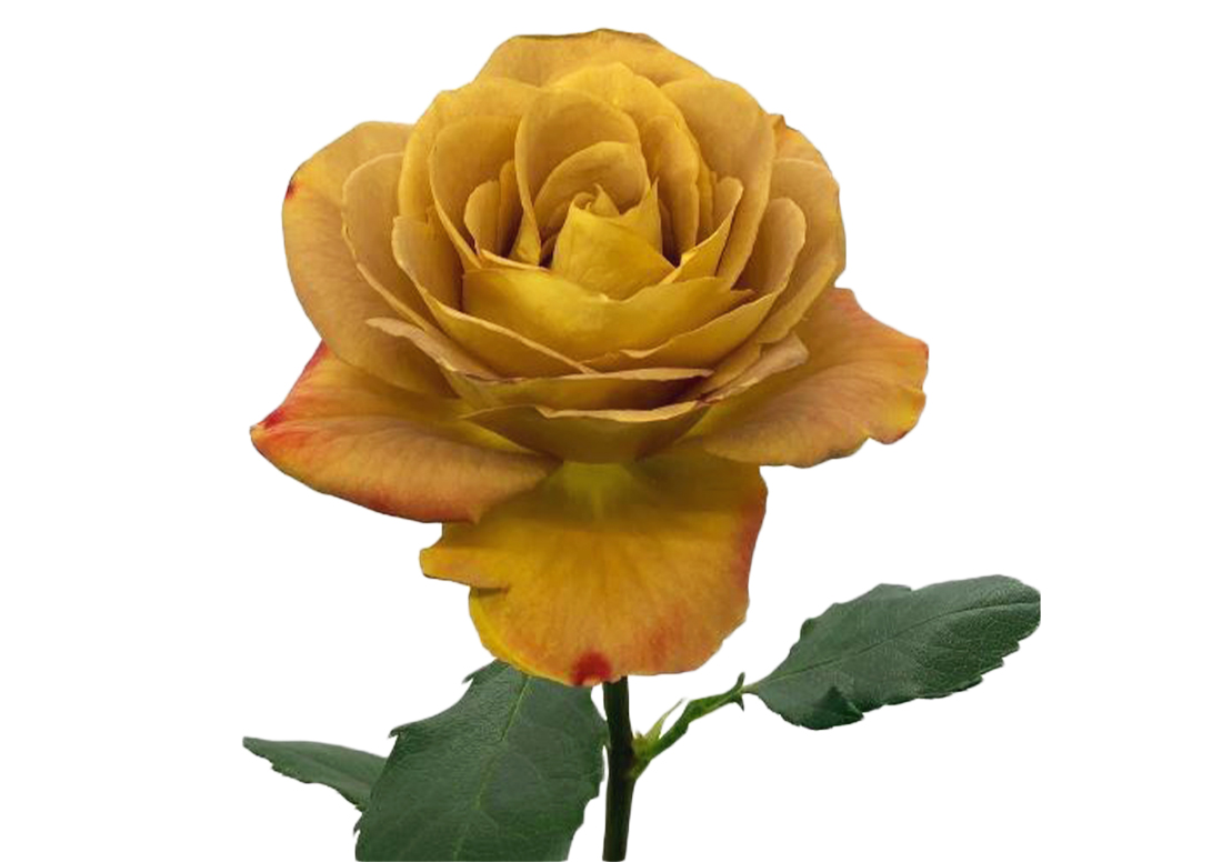 Heart-of-Gold_1-1100x776