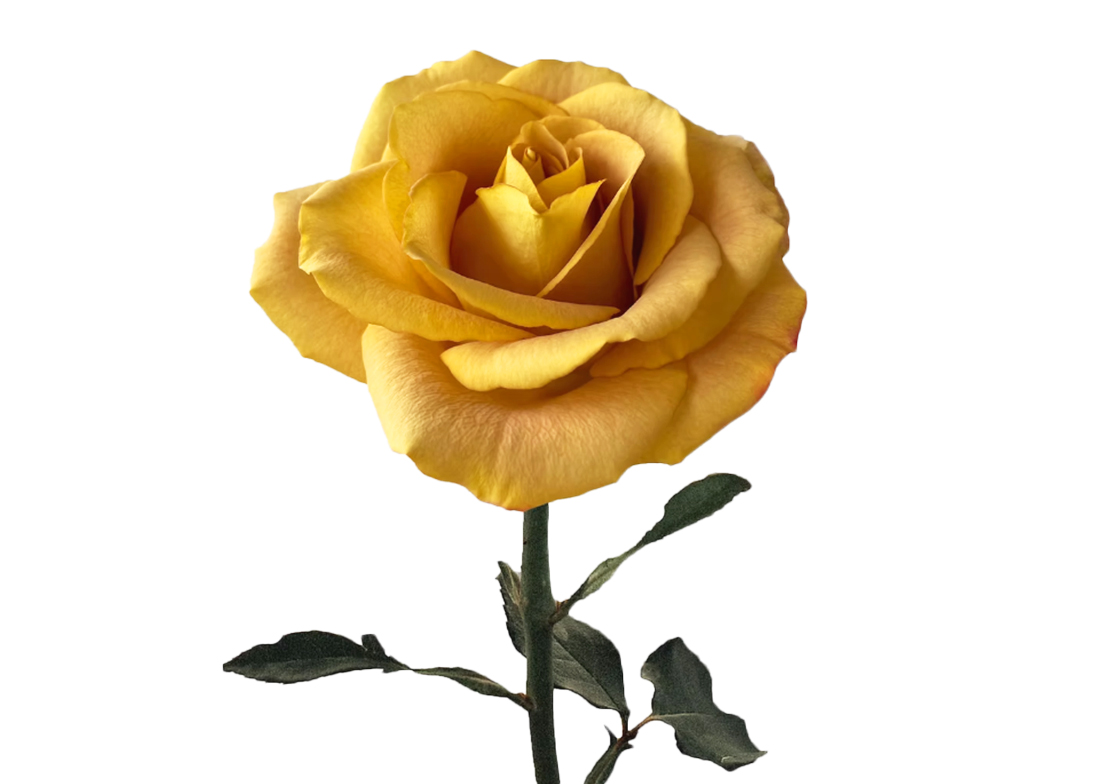 Heart-of-Gold_2-1100x776