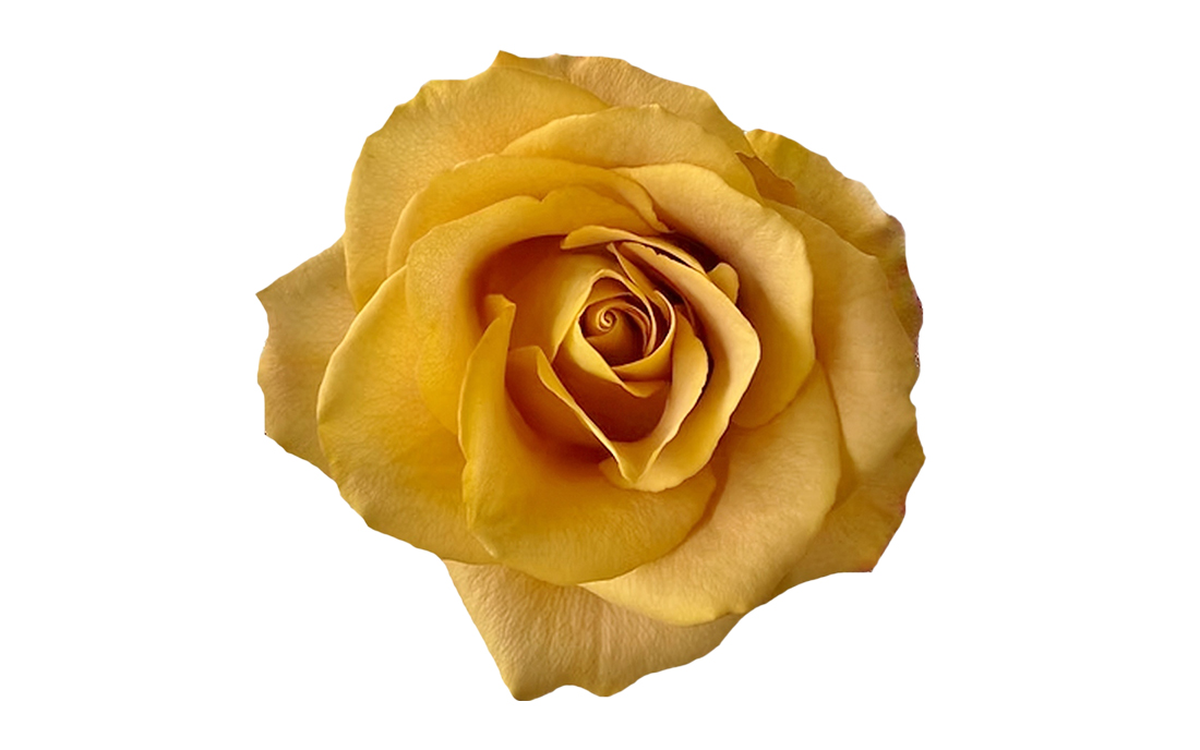 Heart-of-Gold_2-1100x776