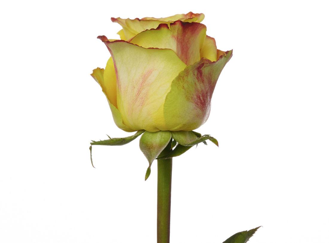 High_&_Yellow_Flame_1