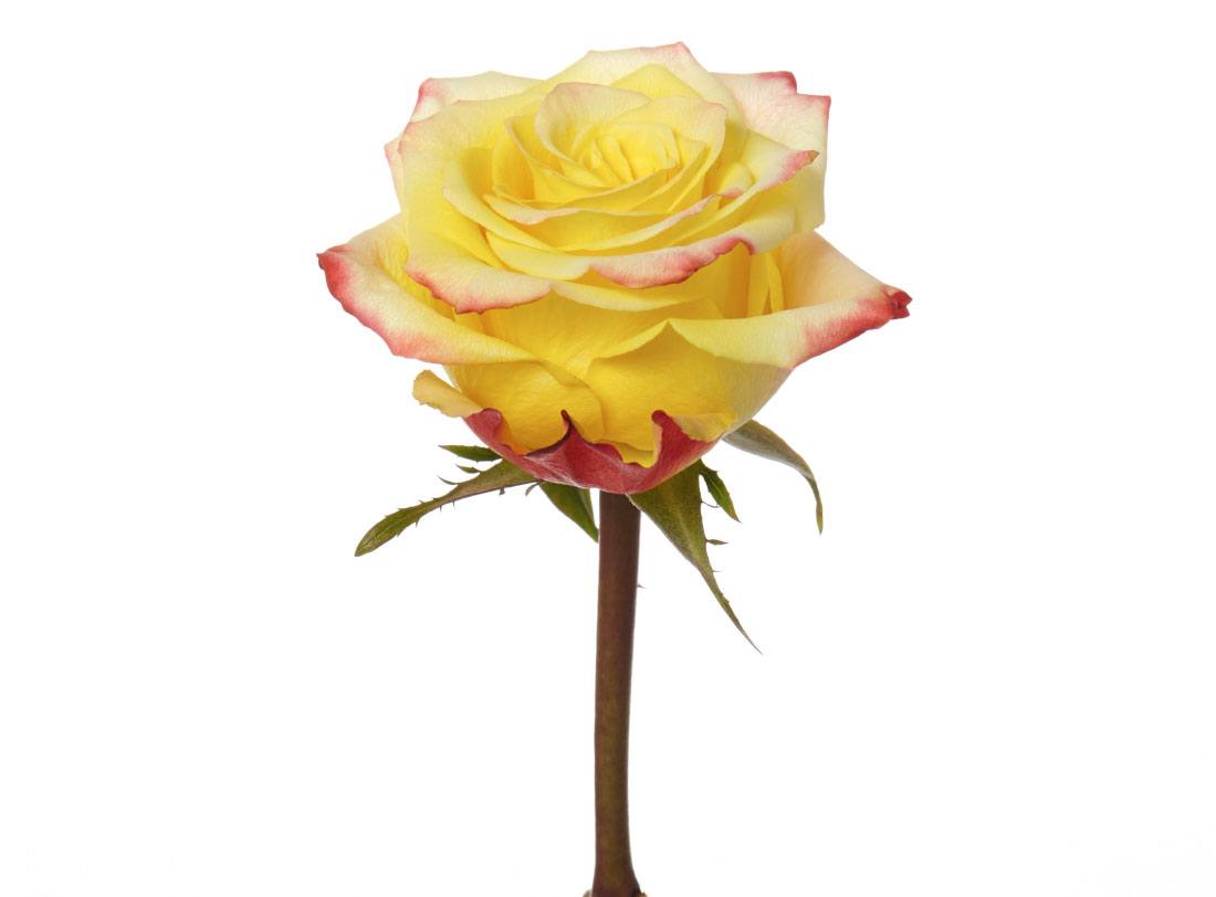 High_&_Yellow_Flame_2