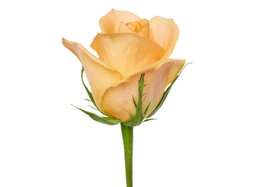 Honey-Glow_1-1100x776