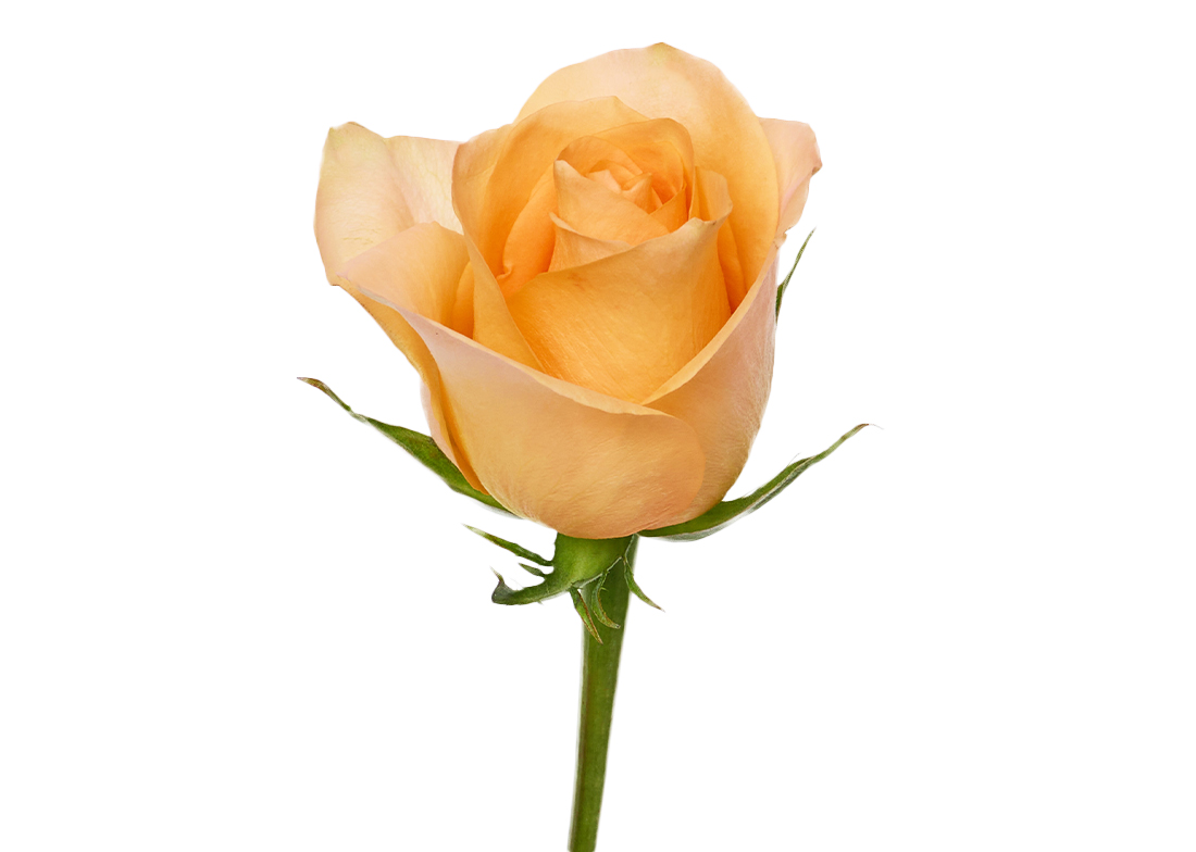 Honey-Glow_2-1100x776