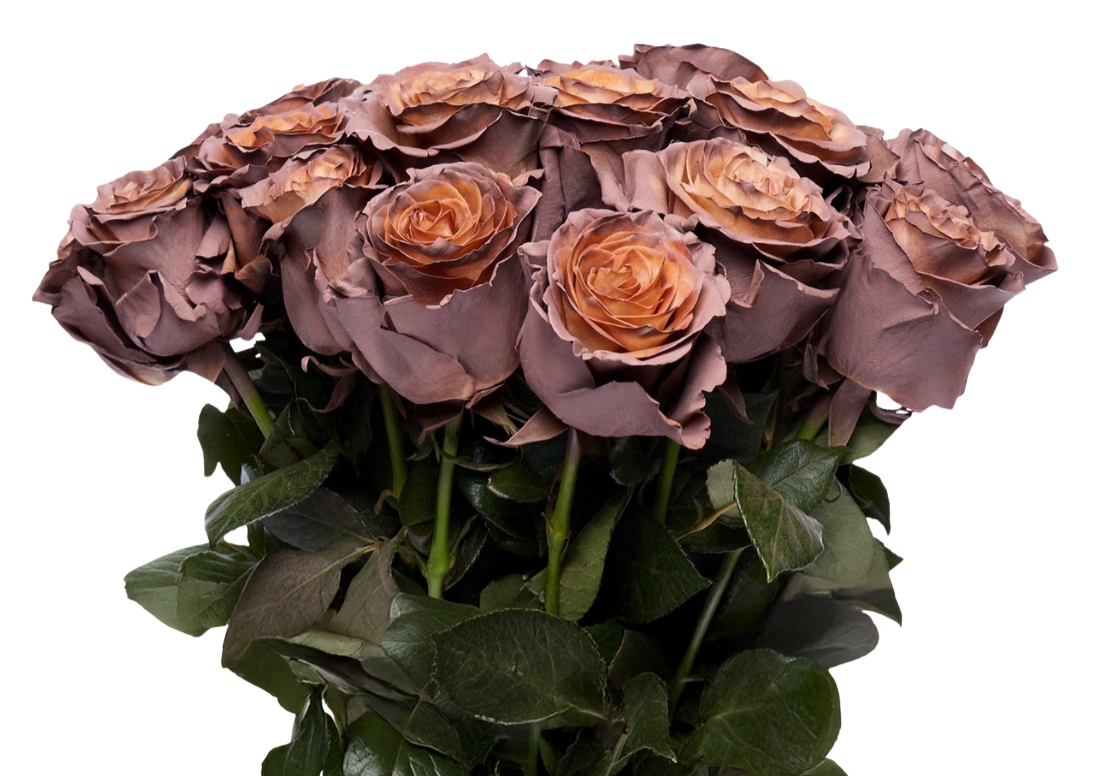 Hot Chocolate bunch1