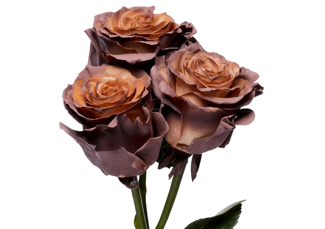 Hot Chocolate stems1