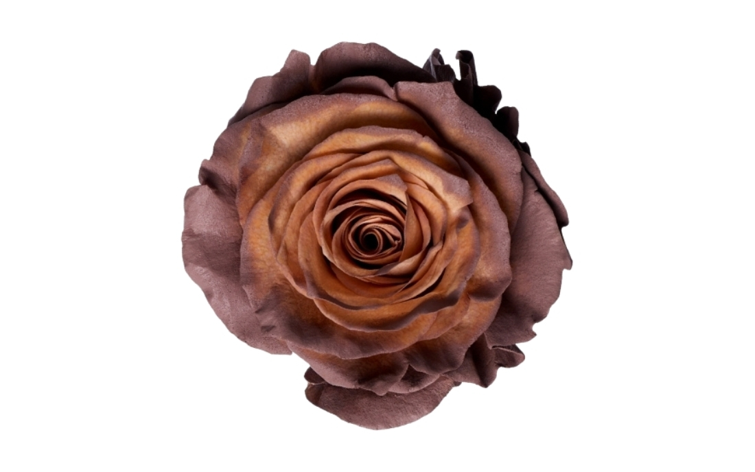 Hot Chocolate bunch1