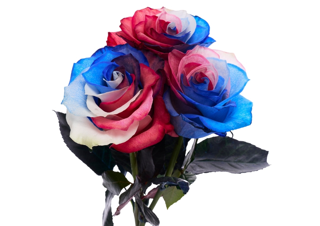 Independence Day stems1