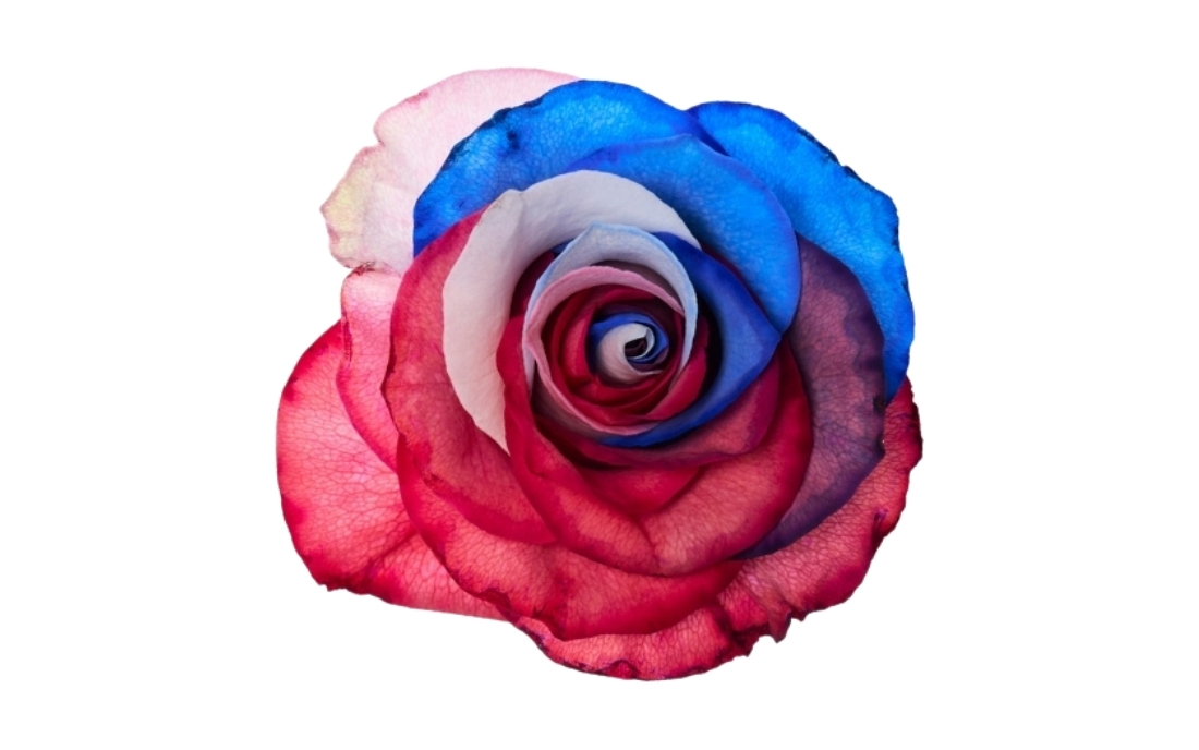 Independence Day bunch1