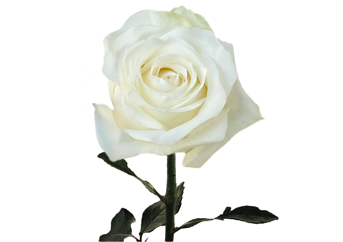 Inocencia_1-1100x776