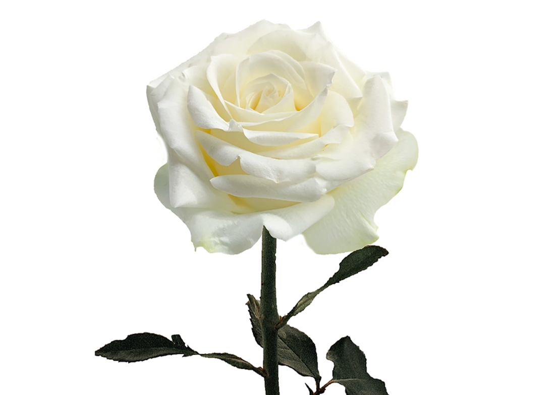 Inocencia_2-1100x776