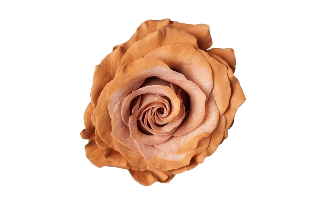 Latte Macchiatto bunch1