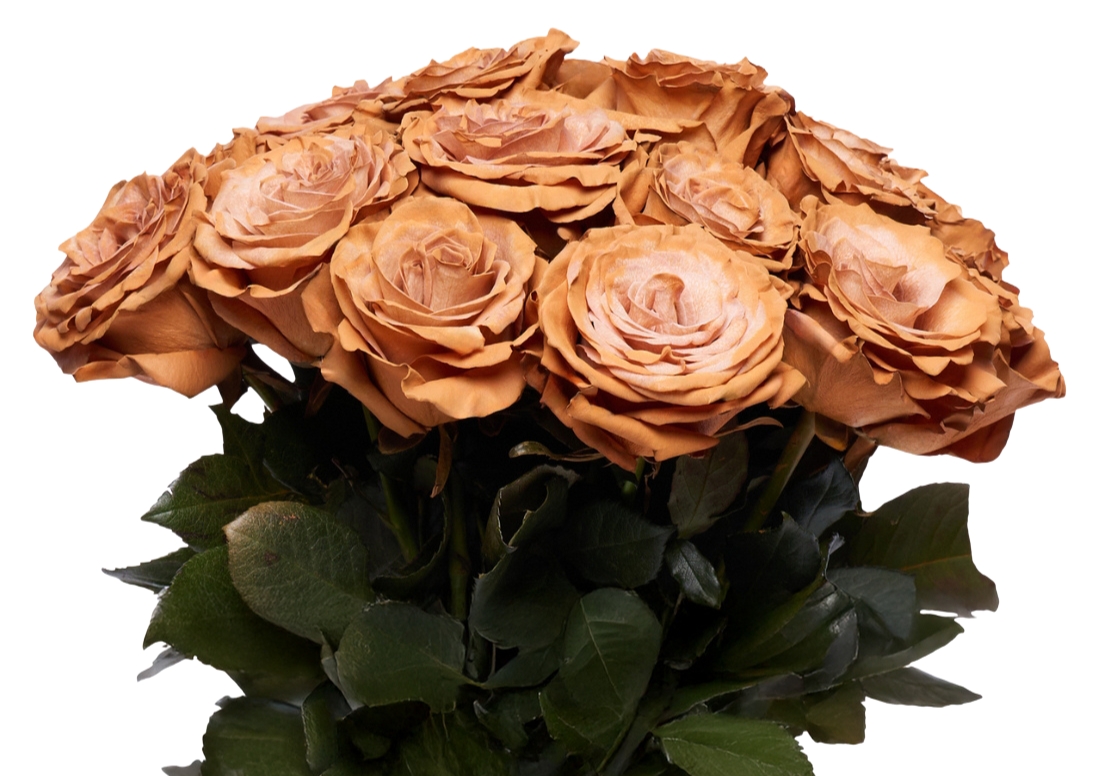 Latte Macchiatto bunch1